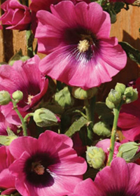 Alcea rosea Halo 'Cerise'